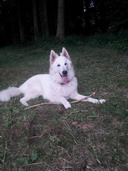 Merlin mit einem Jahr